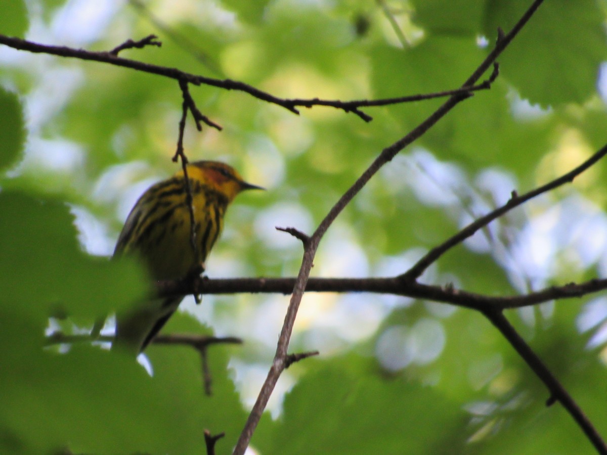 Cape May Warbler - ML634891975