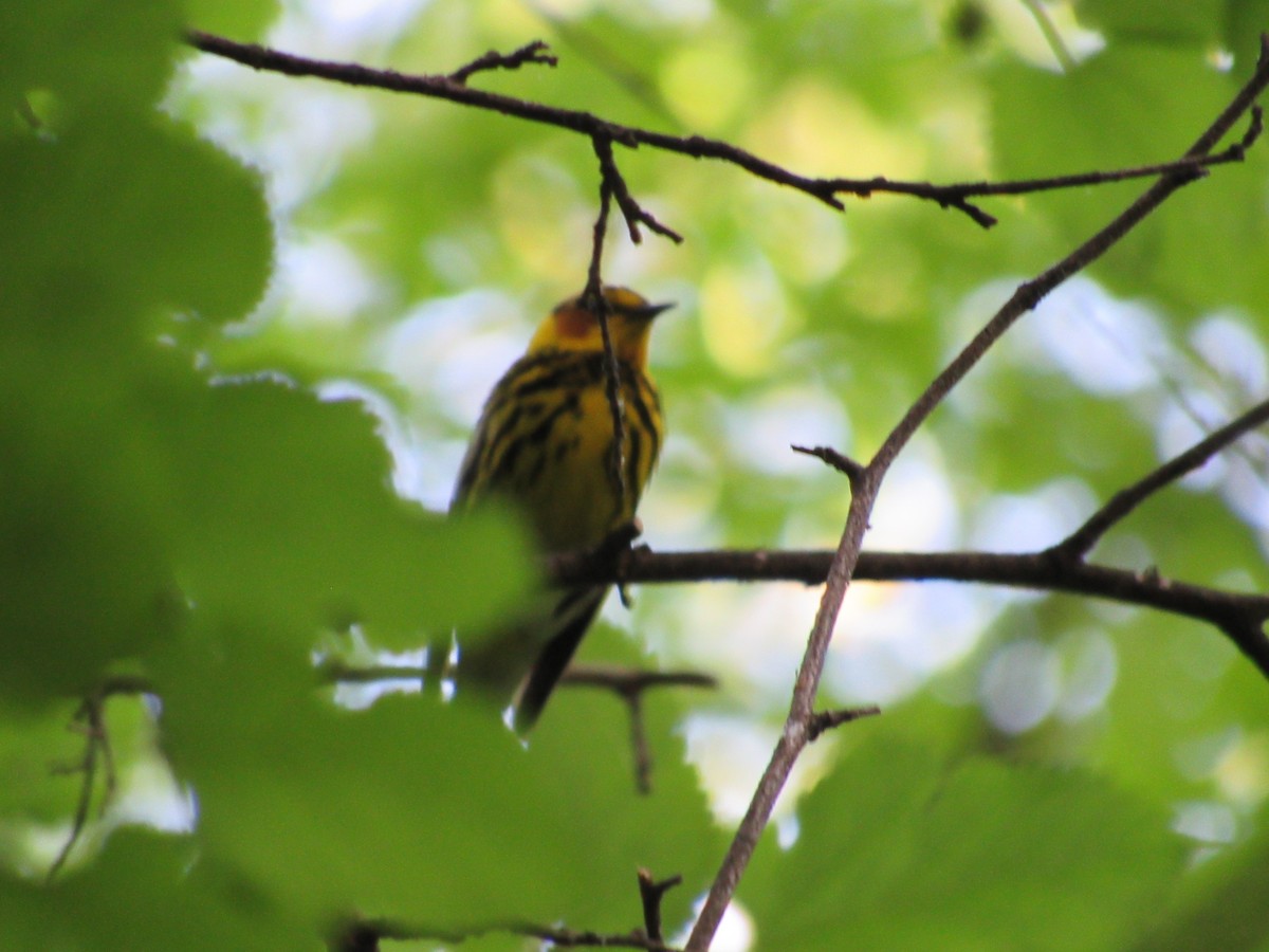 Cape May Warbler - ML634891978