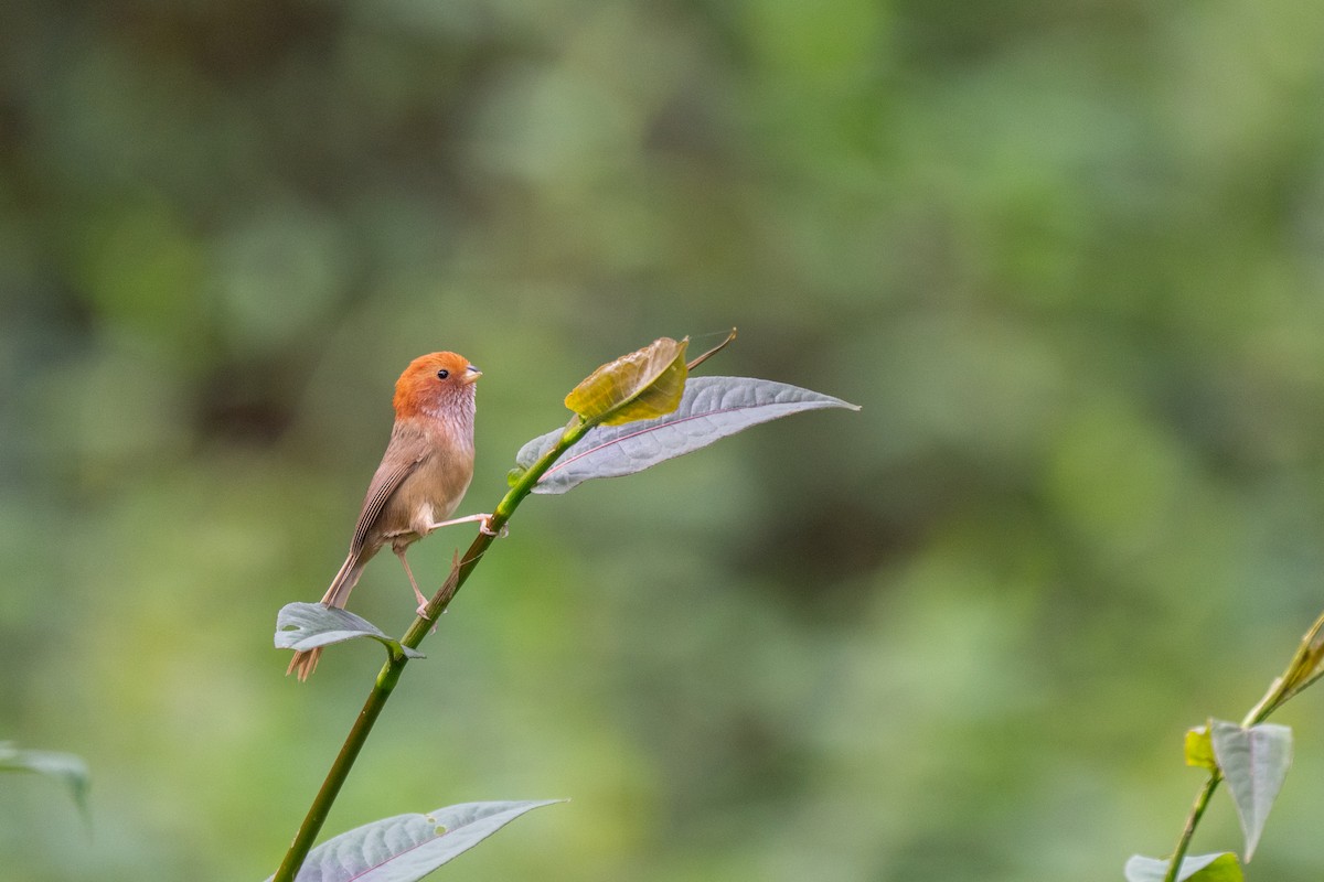 Brown-winged Parrotbill - ML634892002