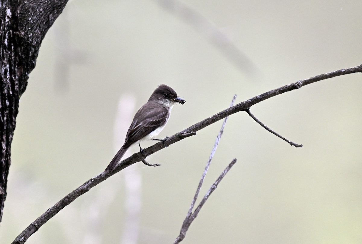 Eastern Phoebe - ML634892012