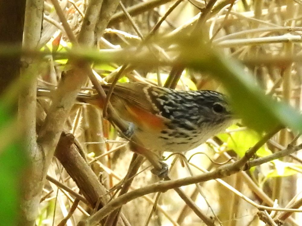 Klages's Antbird - ML634892070