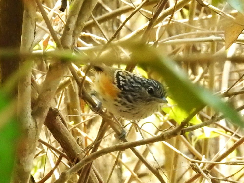 Klages's Antbird - ML634892071