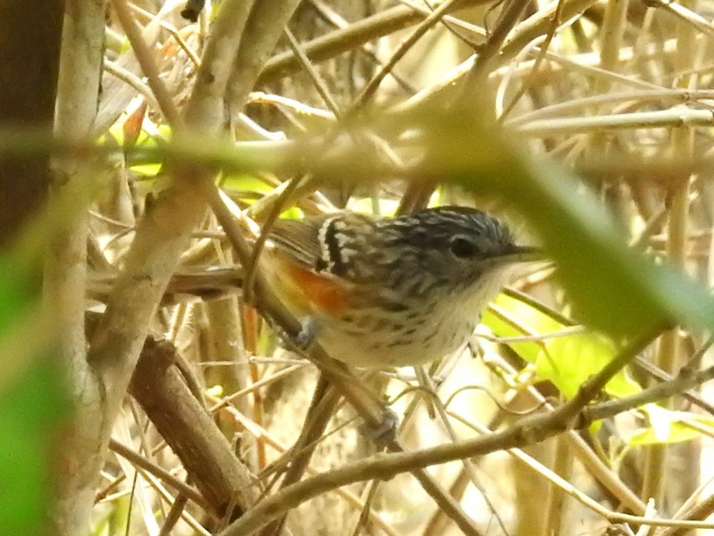 Klages's Antbird - ML634892072