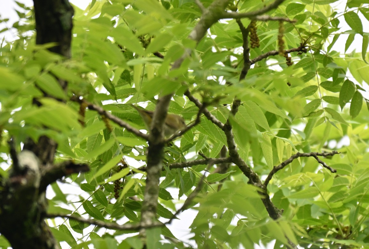 Tennessee Warbler - ML634892179