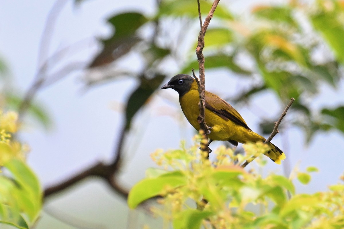 Black-headed Bulbul - ML634892183