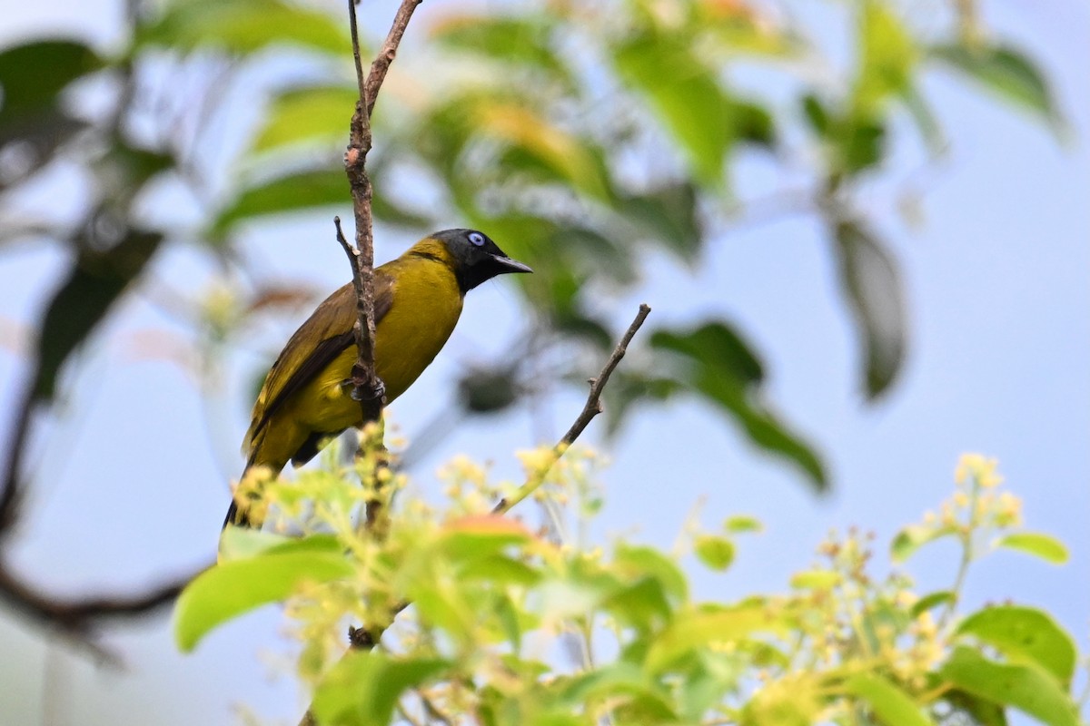 Black-headed Bulbul - ML634892184