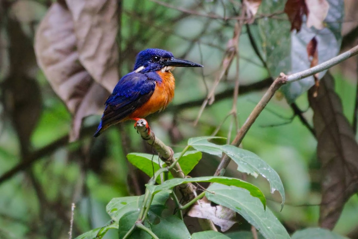 Shining-blue Kingfisher - ML634892200