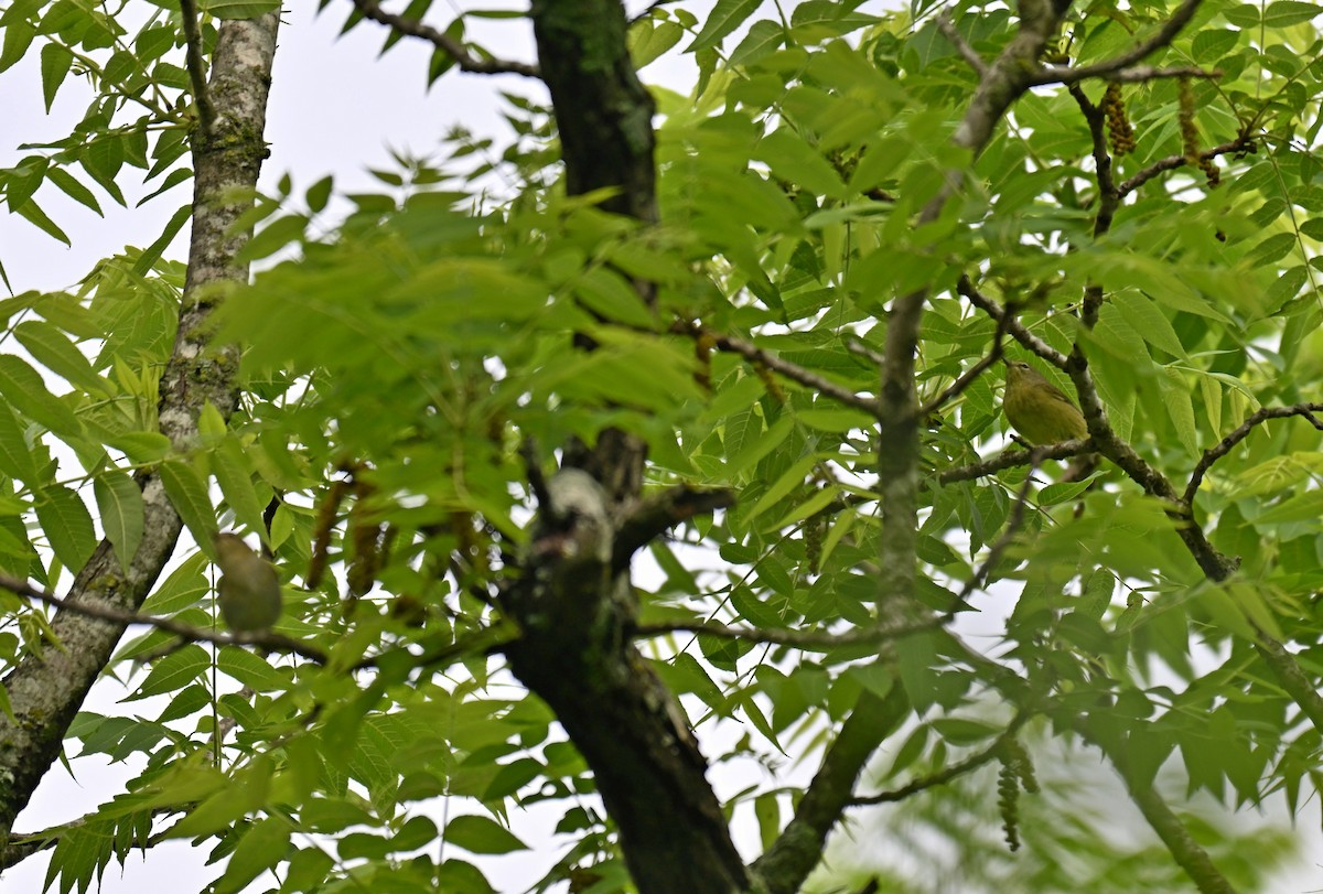 Orange-crowned Warbler - ML634892217