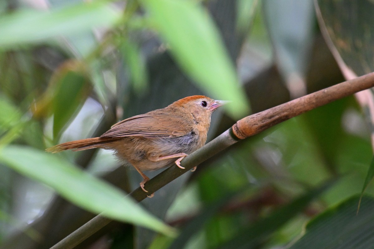 Rufous-fronted Babbler (Rufous-fronted) - ML634892223