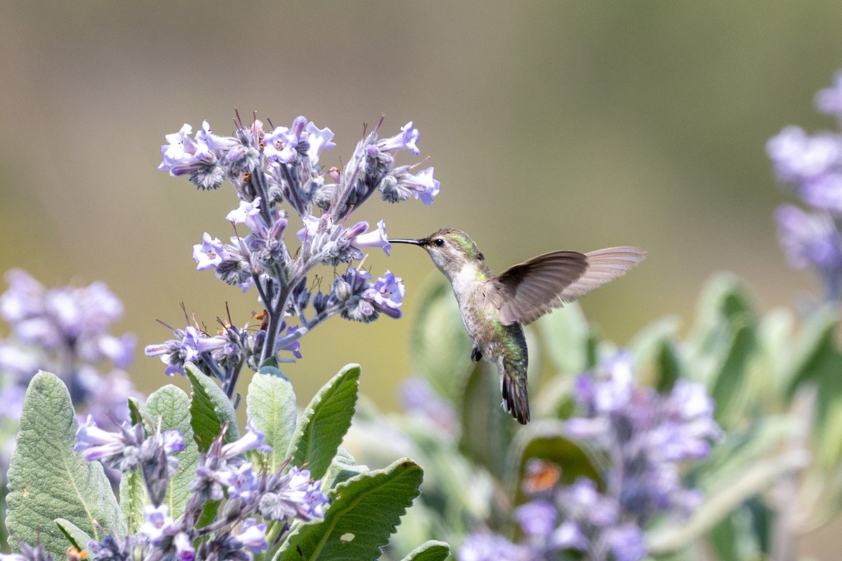 Costa's Hummingbird - ML634892288