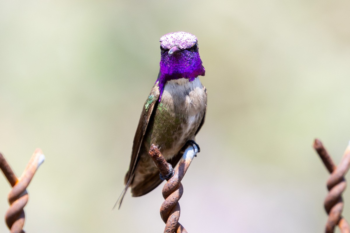 Costa's Hummingbird - ML634892293