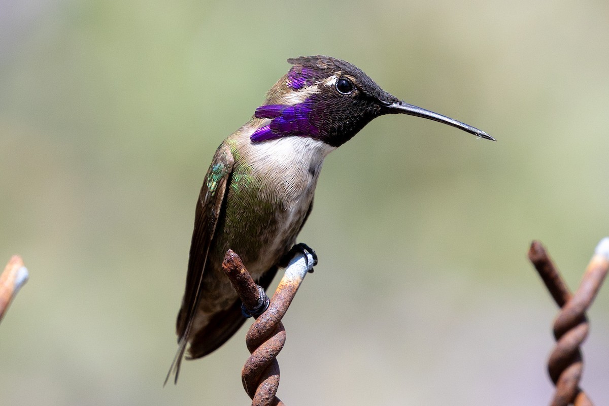 Costa's Hummingbird - ML634892296