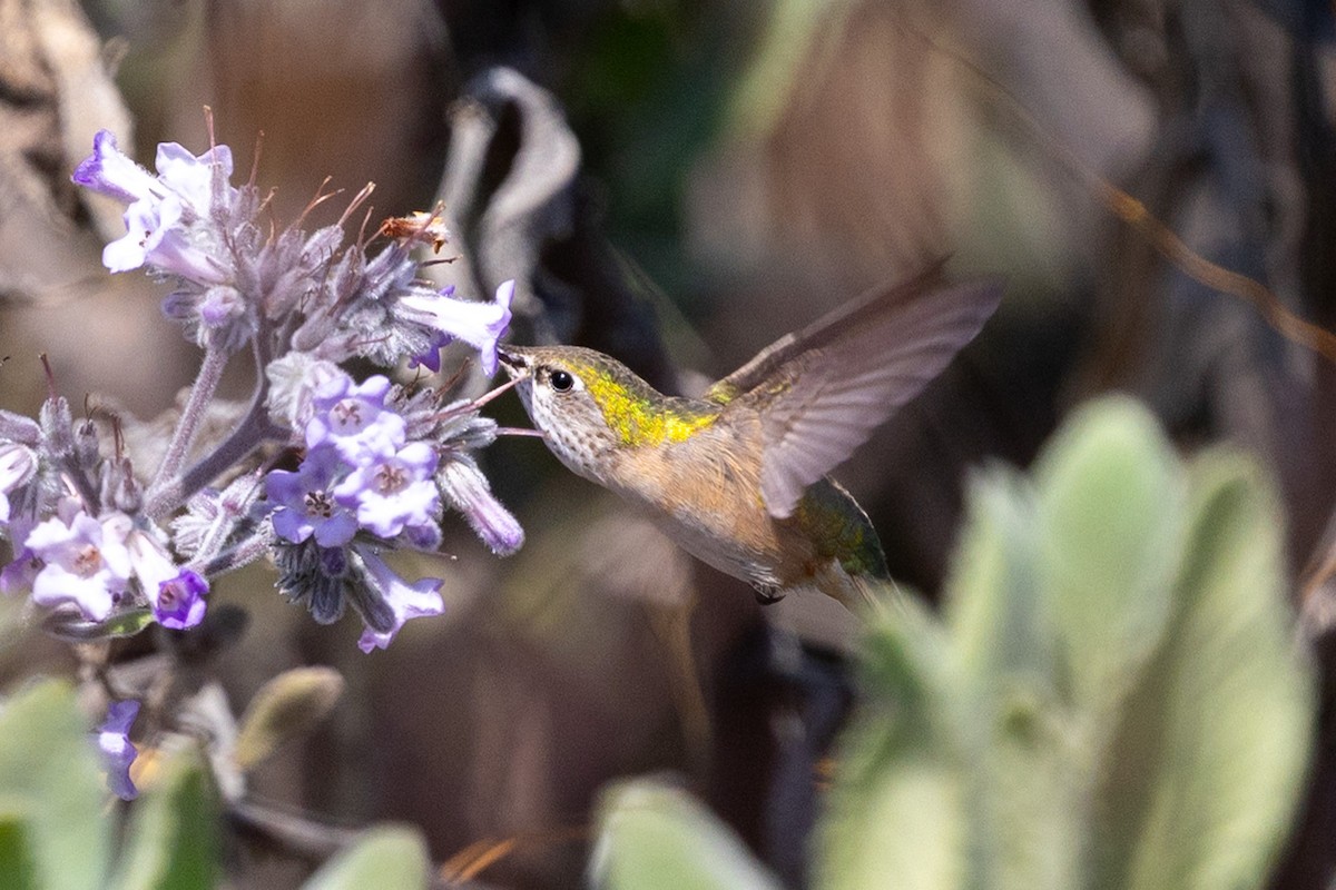 Calliope Hummingbird - ML634892318