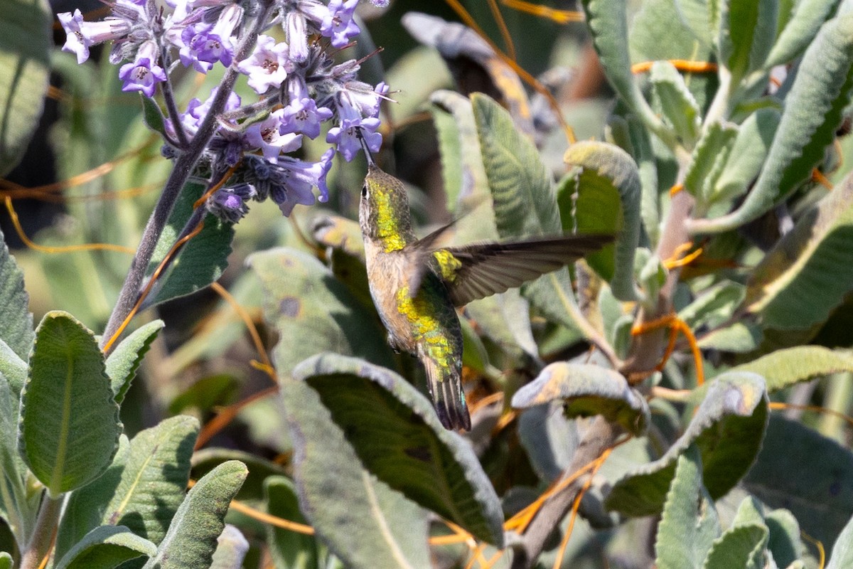 Calliope Hummingbird - ML634892319