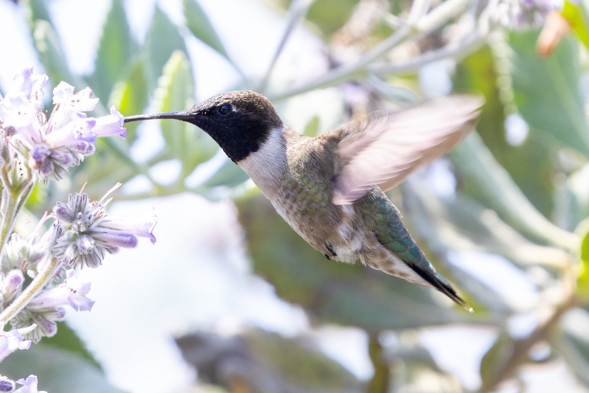 Black-chinned Hummingbird - ML634892343