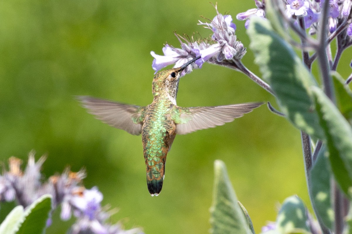 Rufous/Allen's Hummingbird - ML634892354