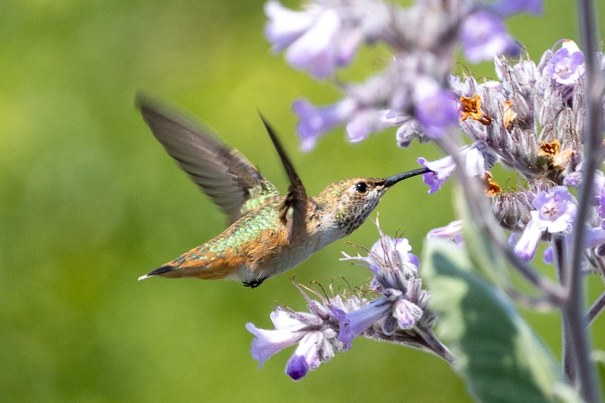 Rufous/Allen's Hummingbird - ML634892355
