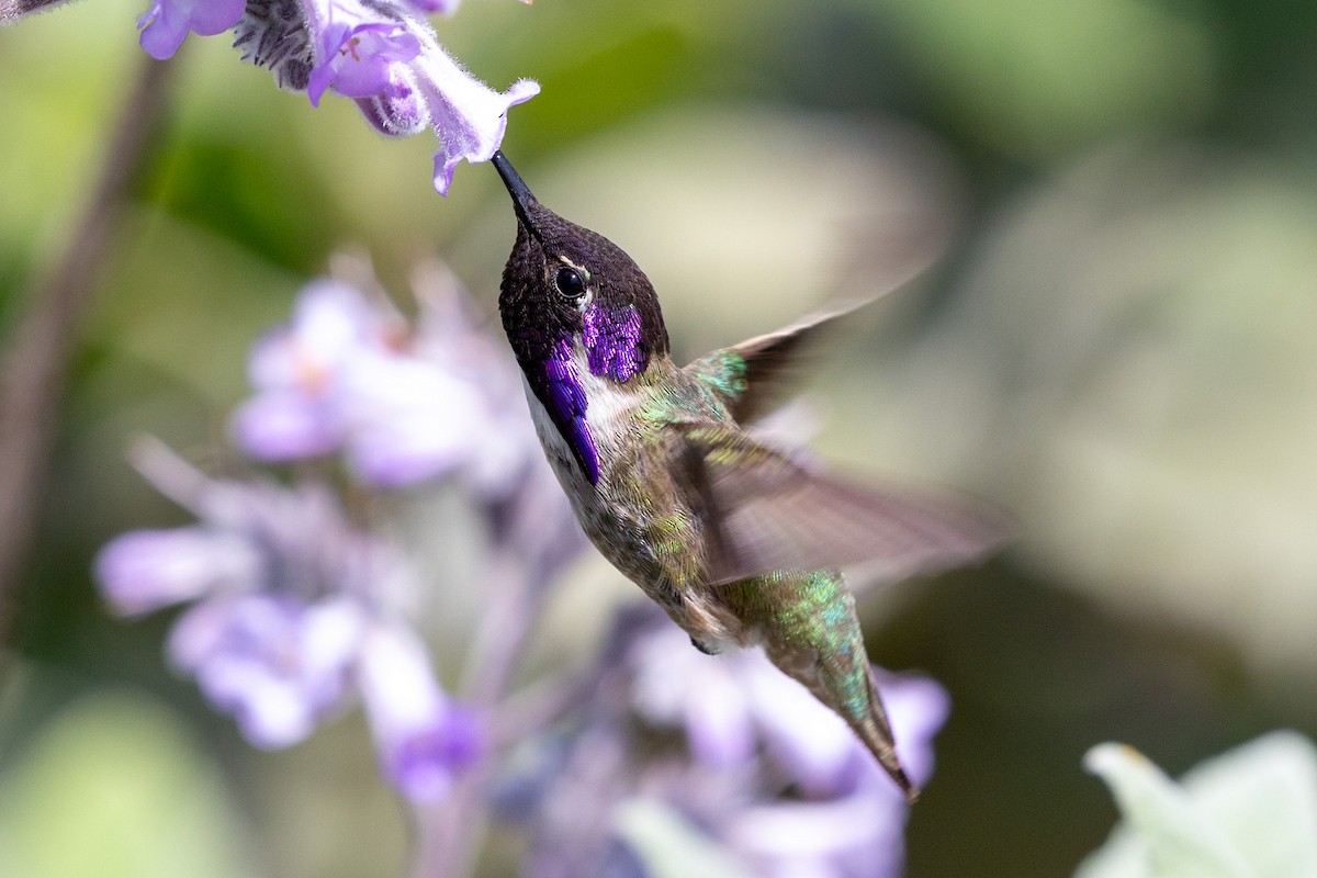 Costa's Hummingbird - ML634892360