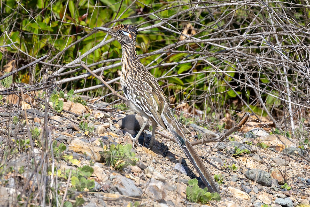 Greater Roadrunner - ML634892432