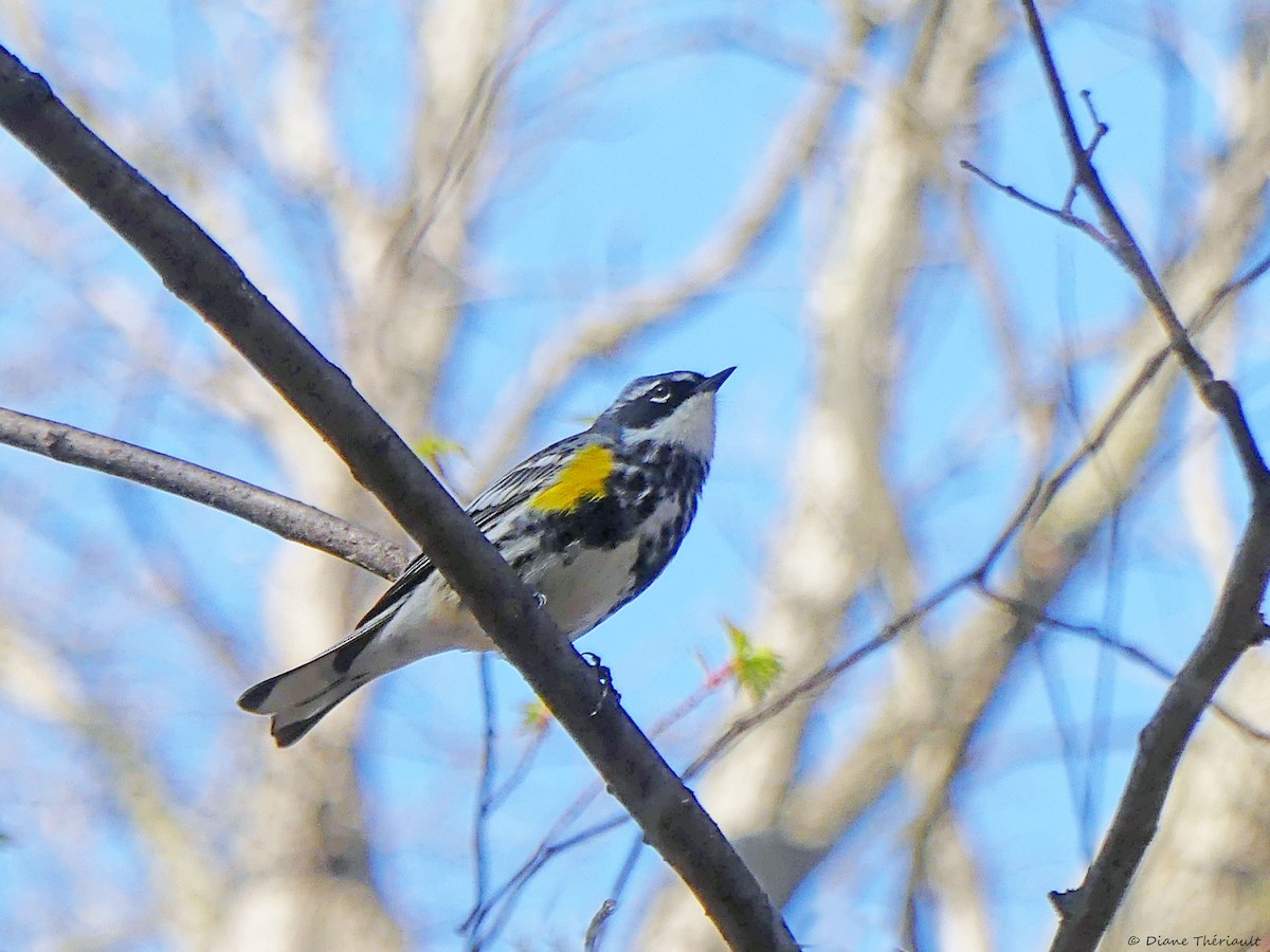 Yellow-rumped Warbler - ML634892466