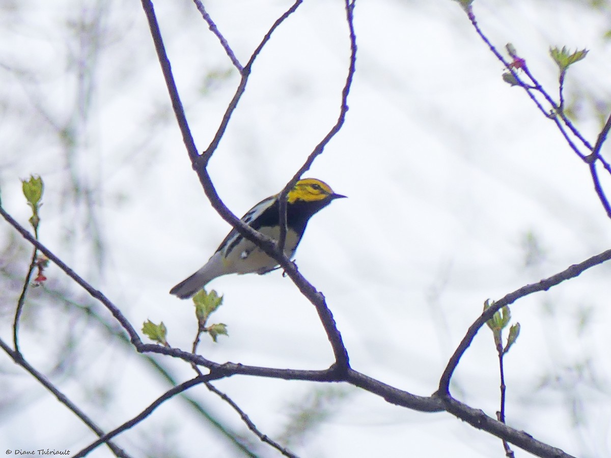 Black-throated Green Warbler - ML634892527