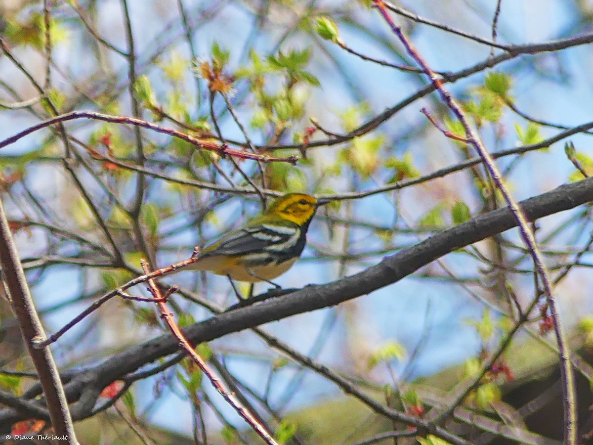 Black-throated Green Warbler - ML634892528
