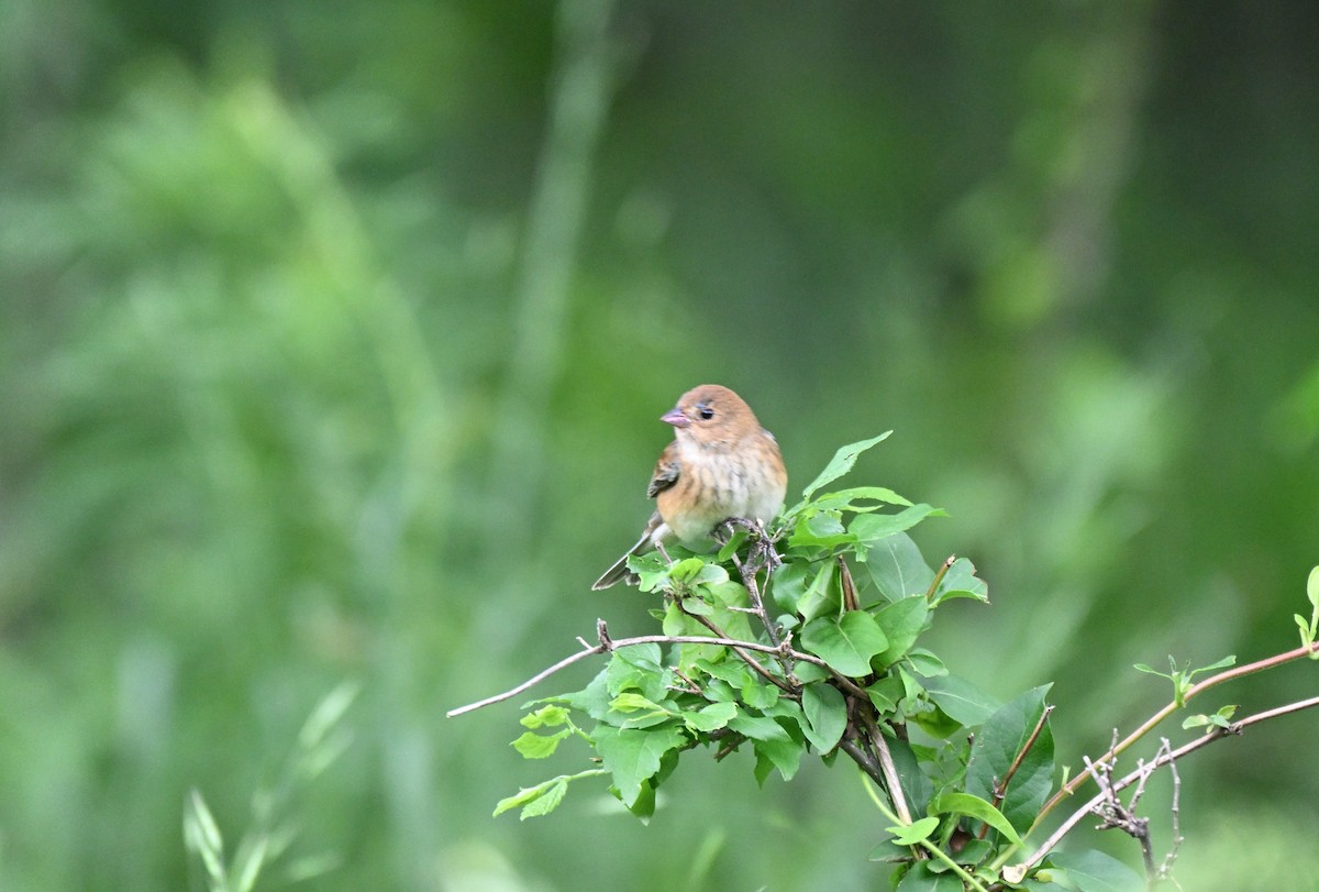 Indigo Bunting - ML634892718