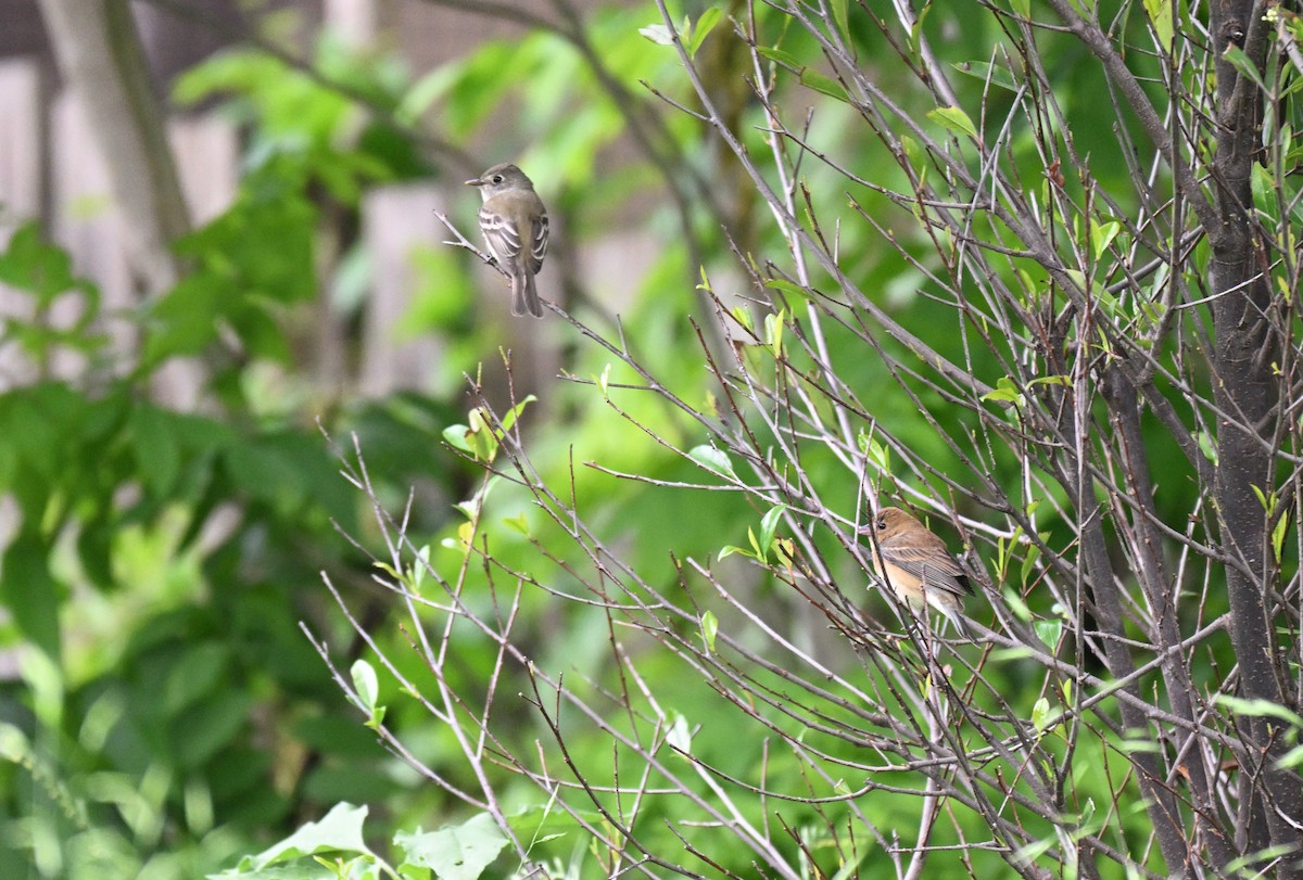 Indigo Bunting - ML634892719
