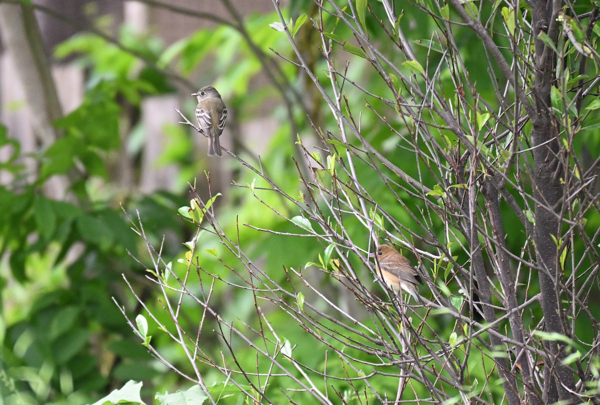 Indigo Bunting - ML634892720