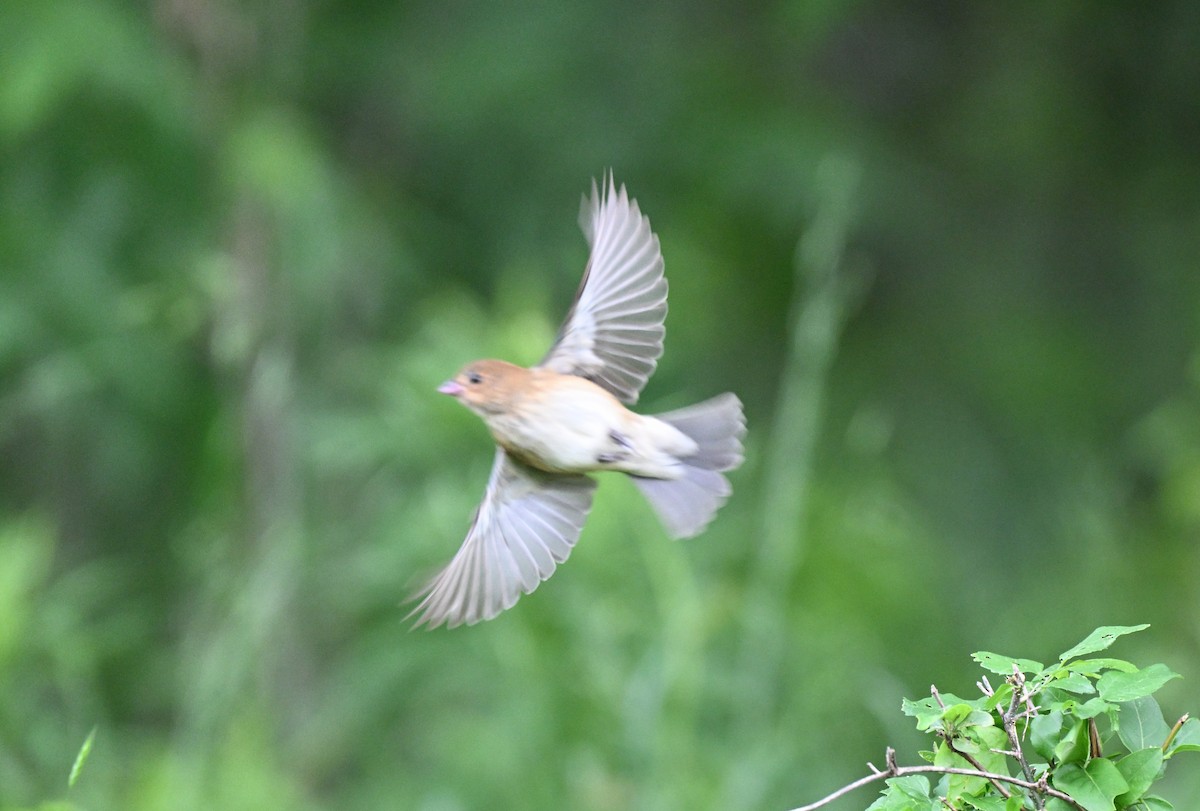 Indigo Bunting - ML634892721