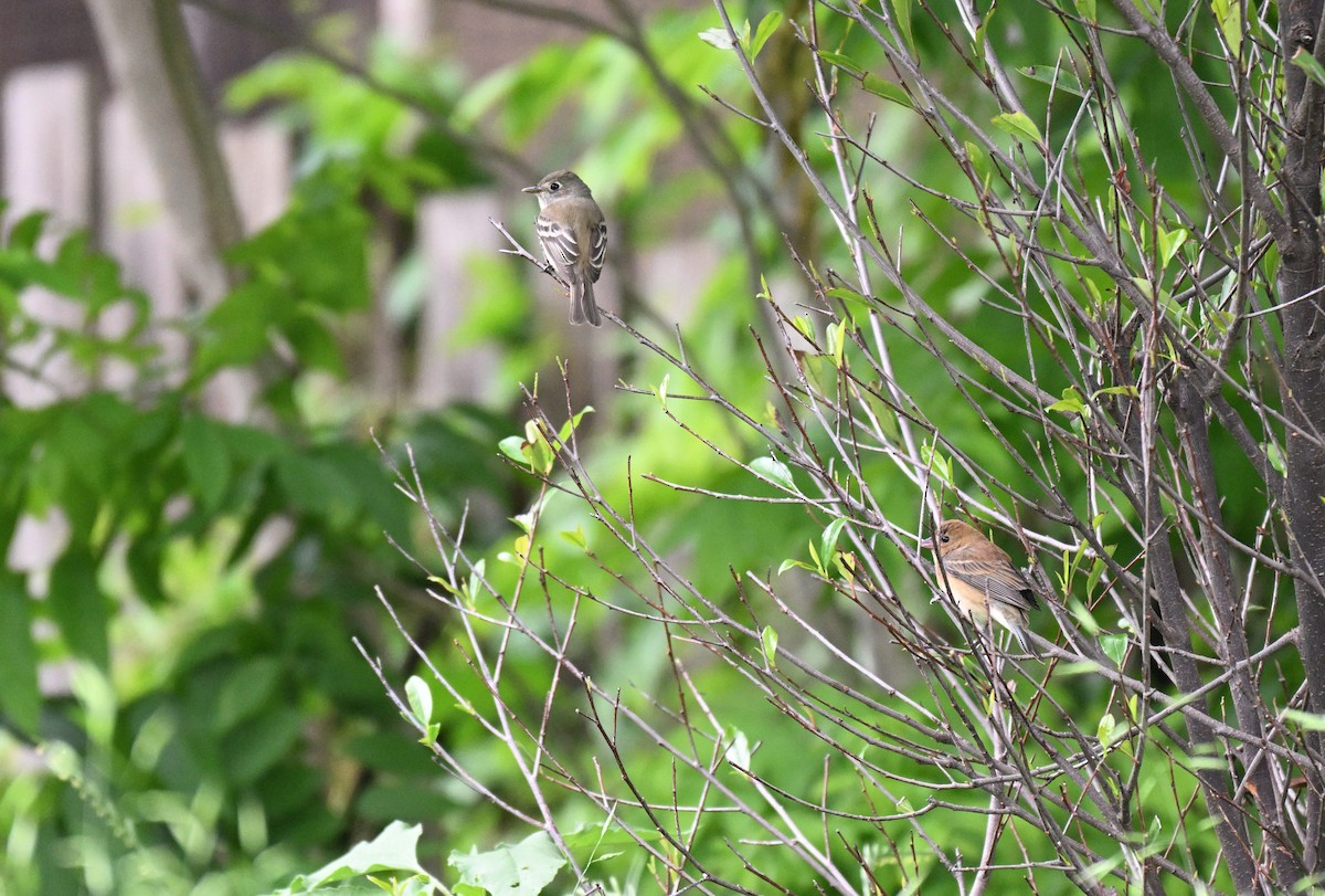 Indigo Bunting - ML634892722