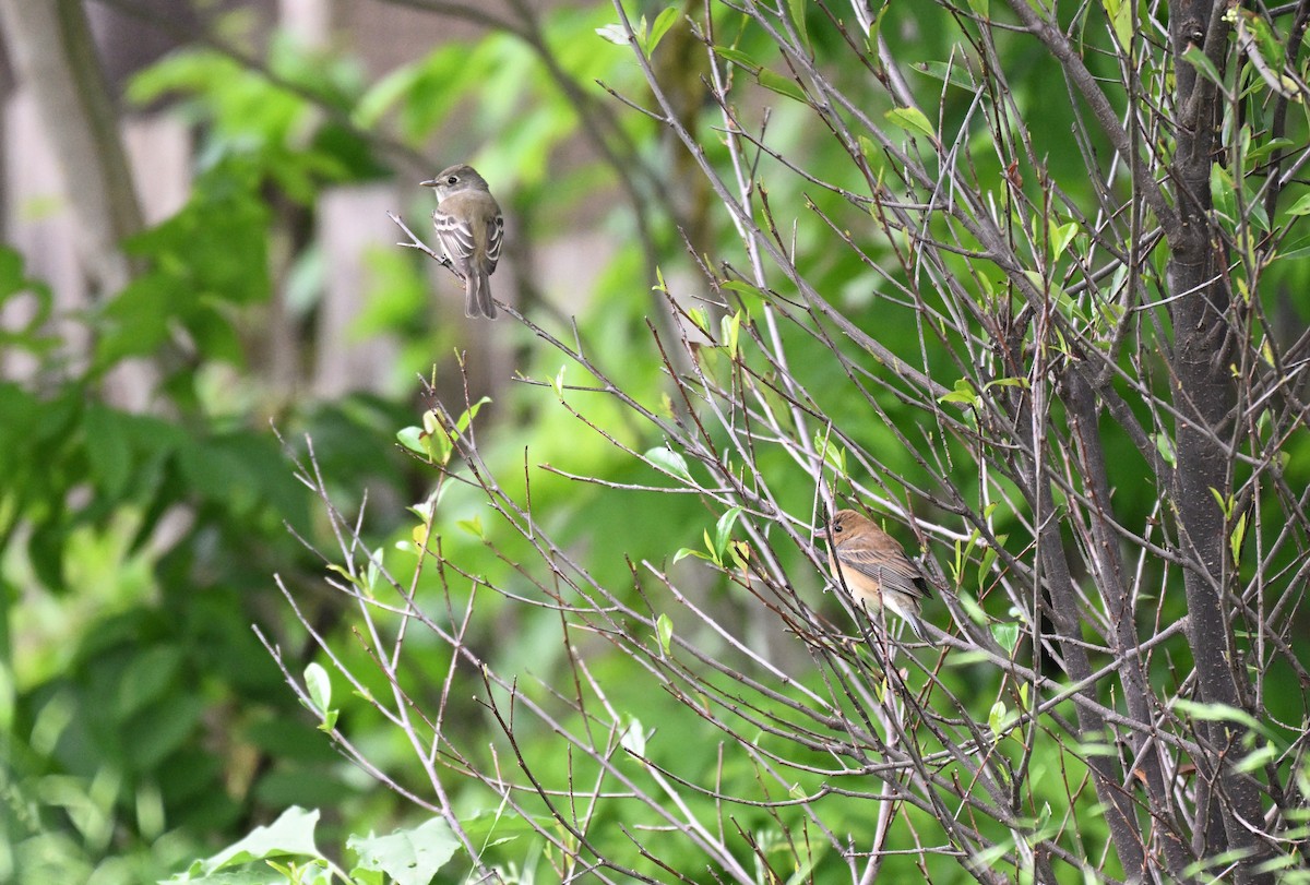 Indigo Bunting - ML634892723