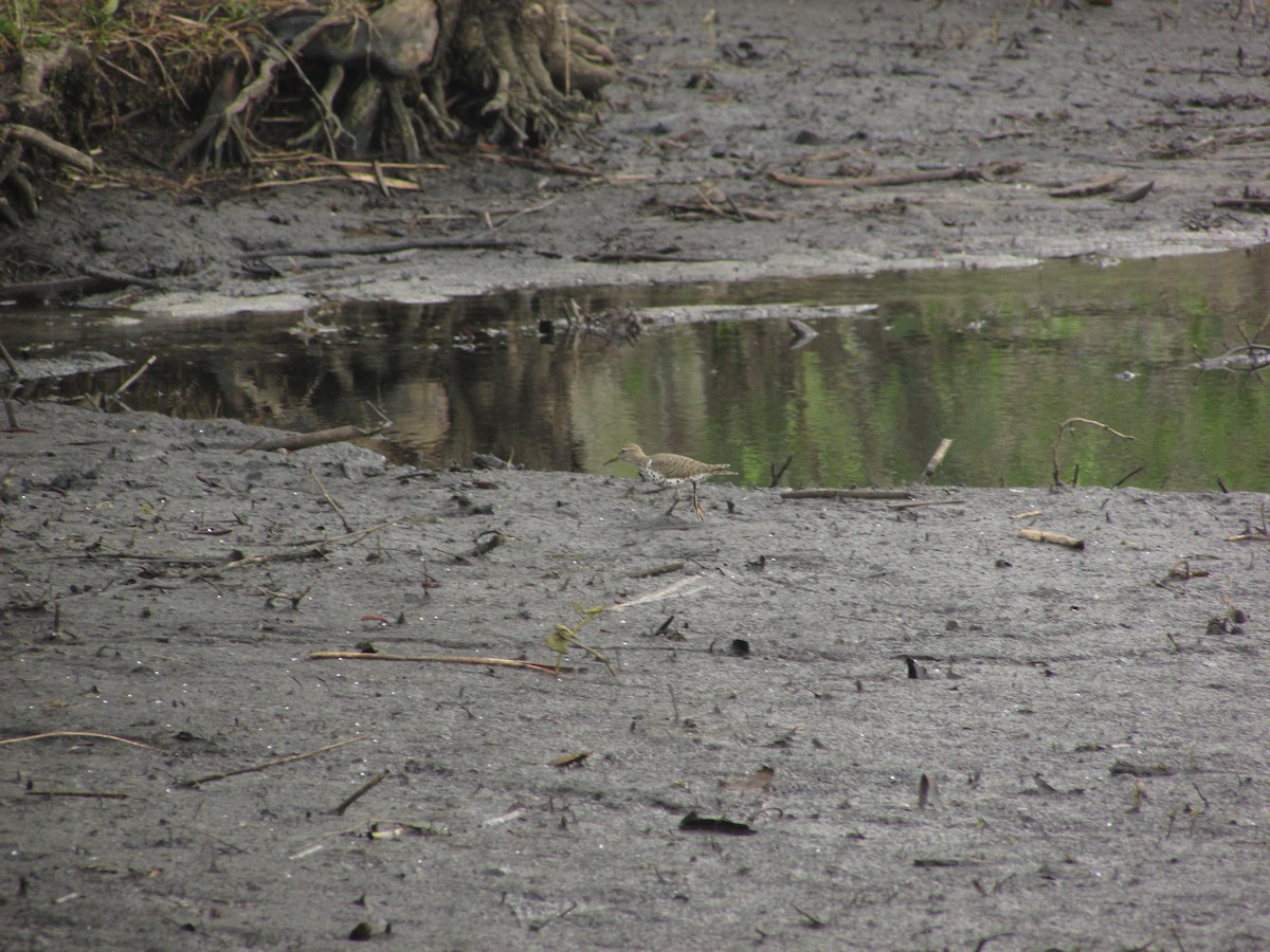 Spotted Sandpiper - ML634892768