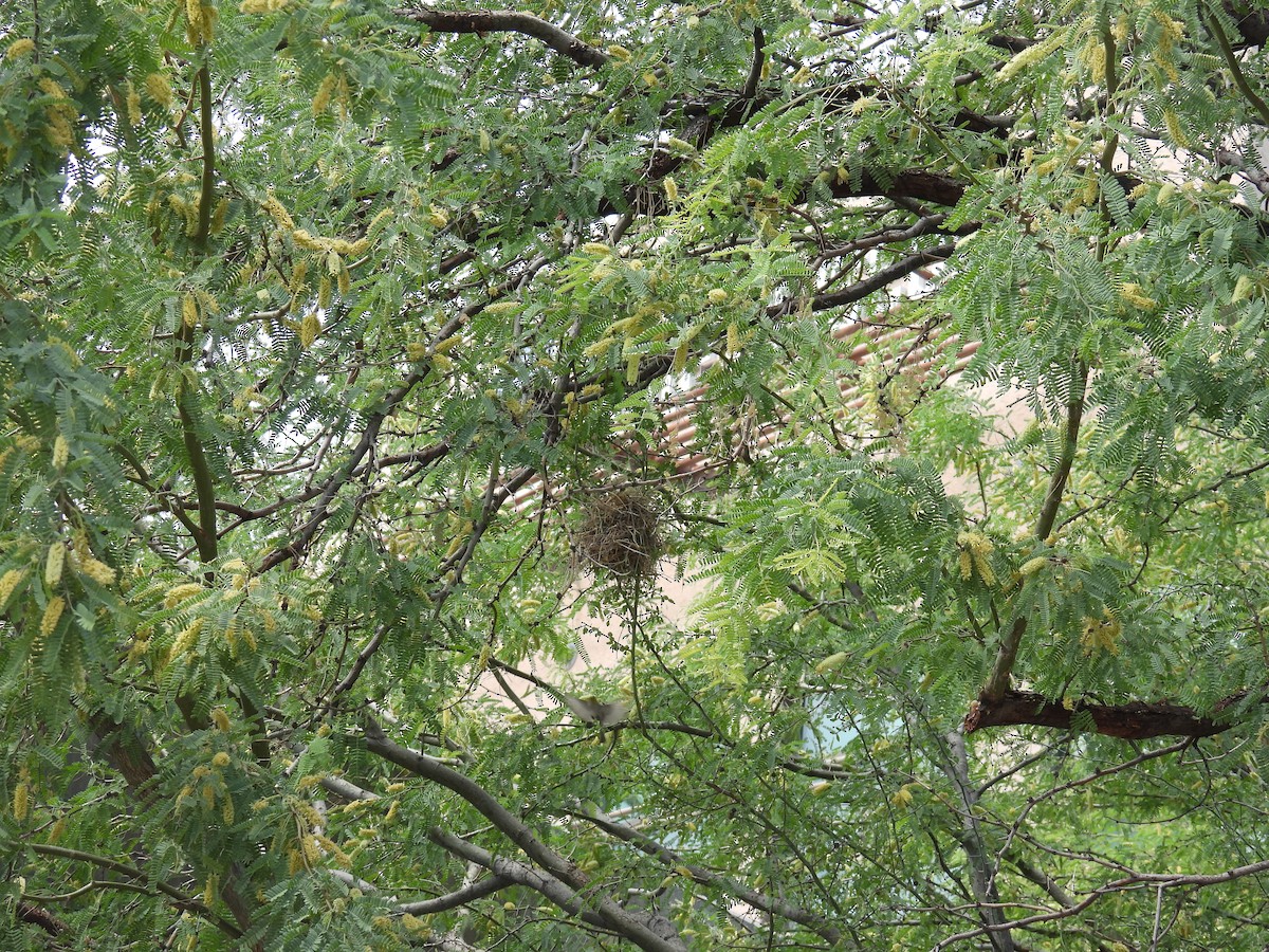 Verdin - ML634892785