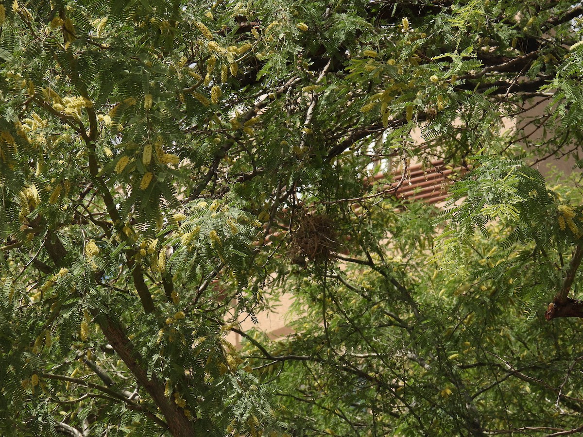 Verdin - ML634892786