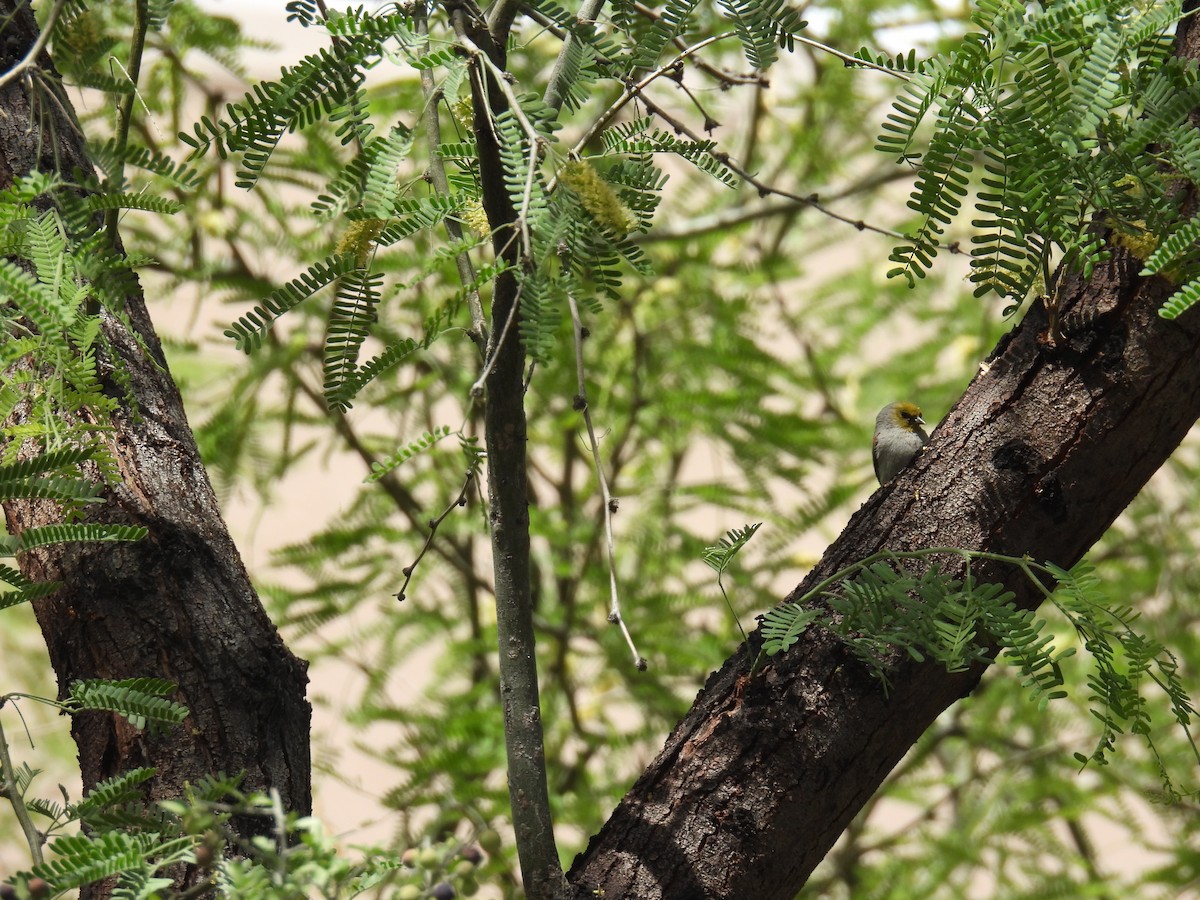 Verdin - ML634892787