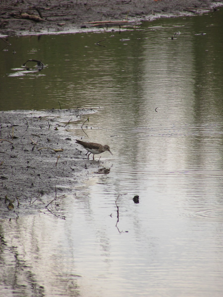 Solitary Sandpiper - ML634892799