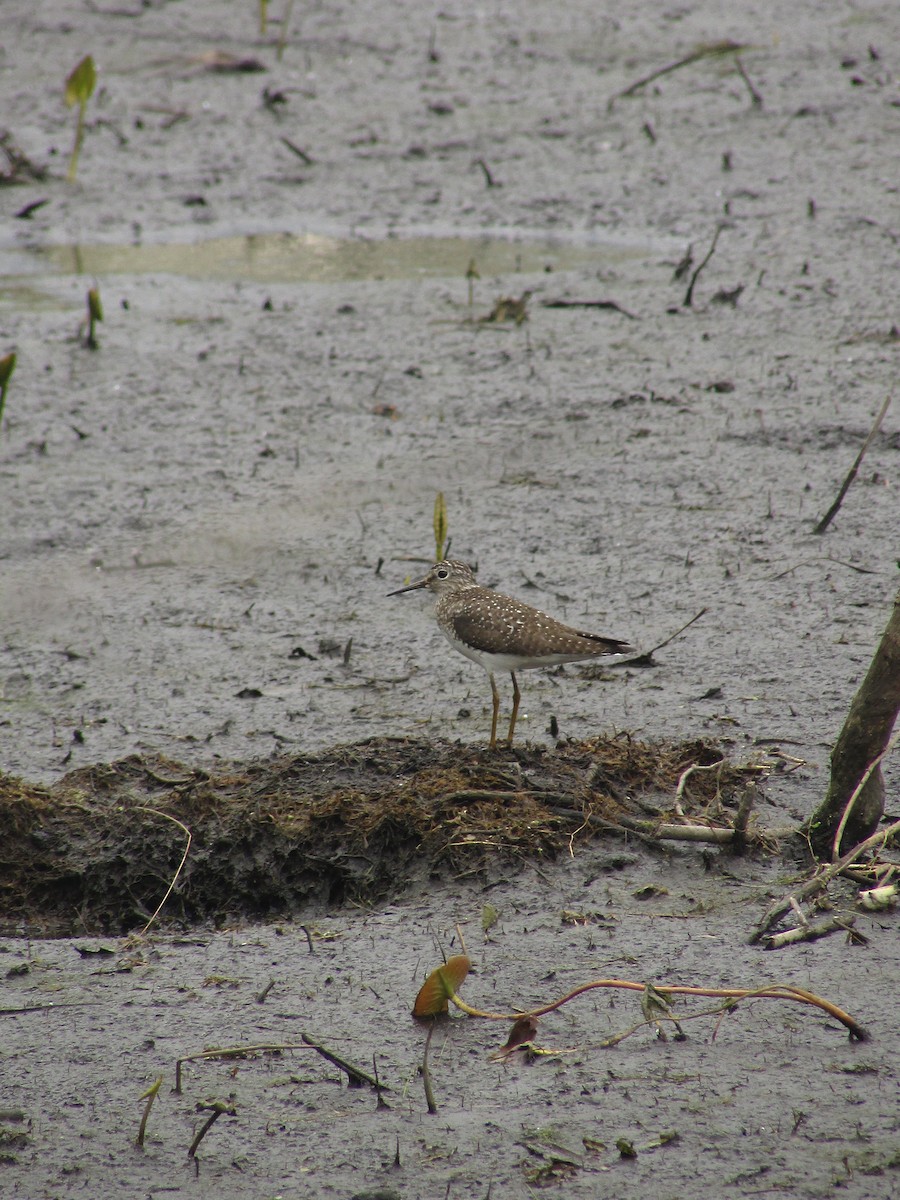 Solitary Sandpiper - ML634892800