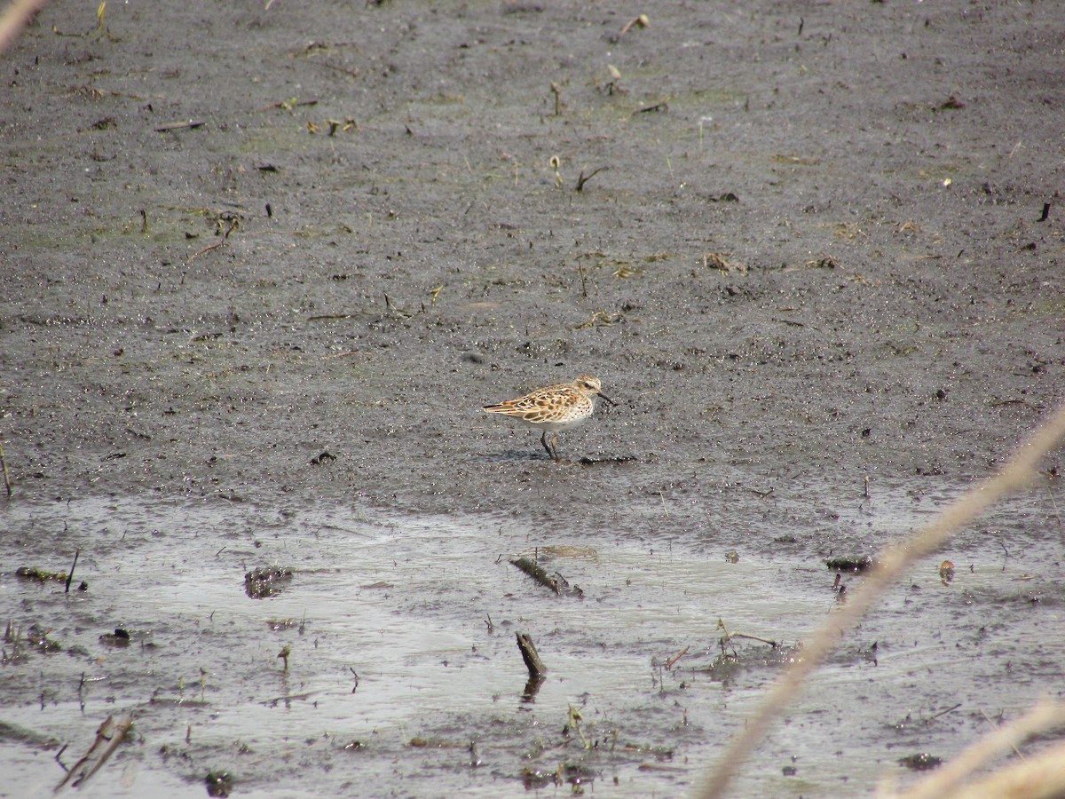 Least Sandpiper - ML634892805