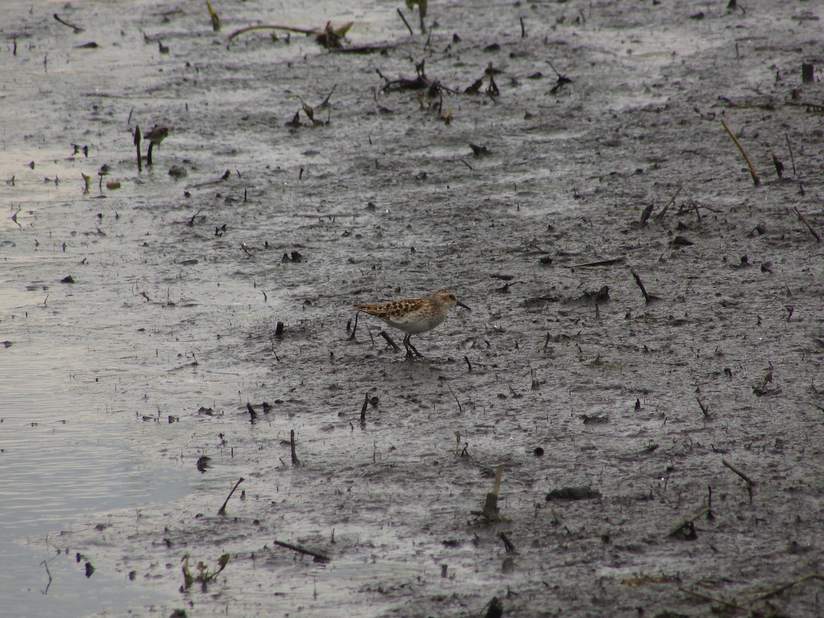 Least Sandpiper - ML634892844