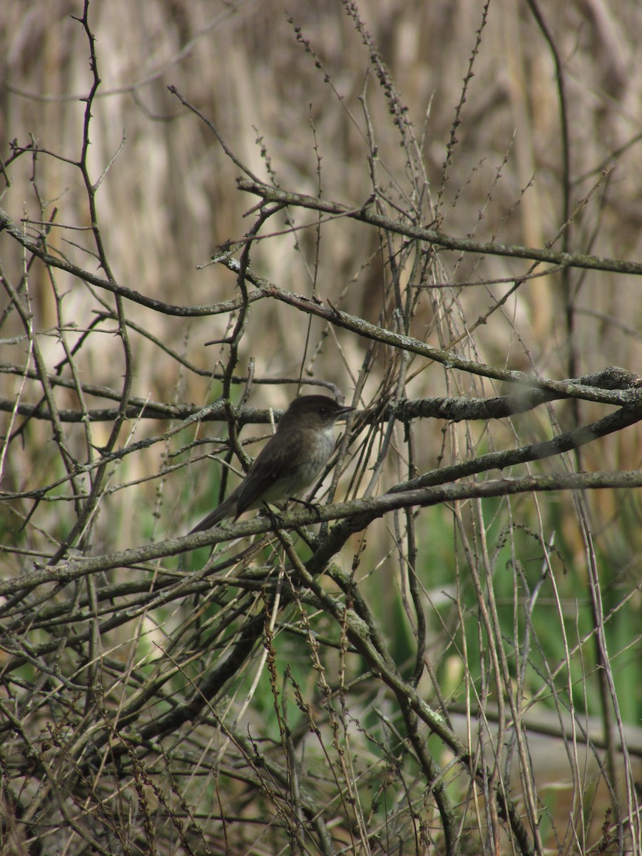 Eastern Phoebe - ML634892853