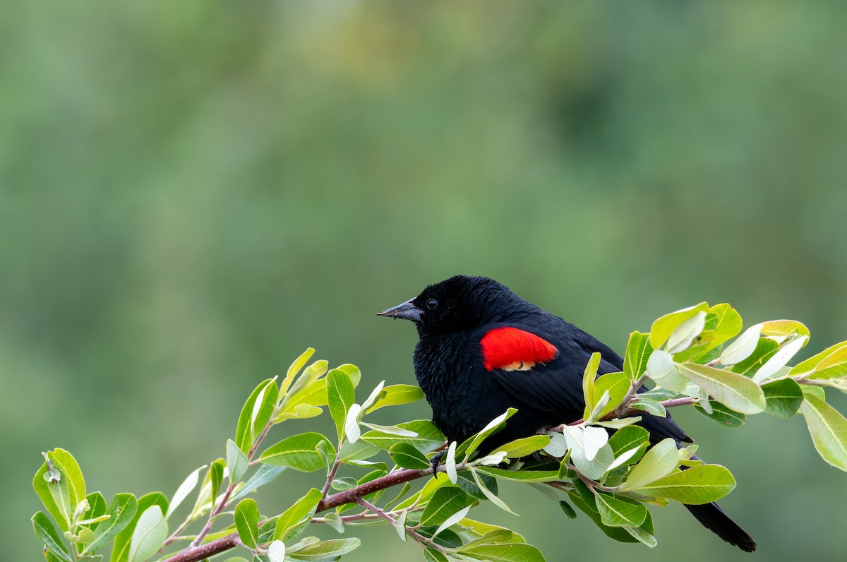 Red-winged Blackbird - ML634892886
