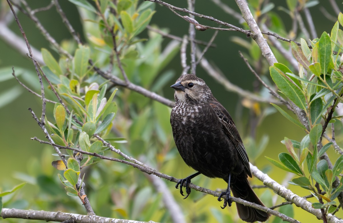 Red-winged Blackbird - ML634892887