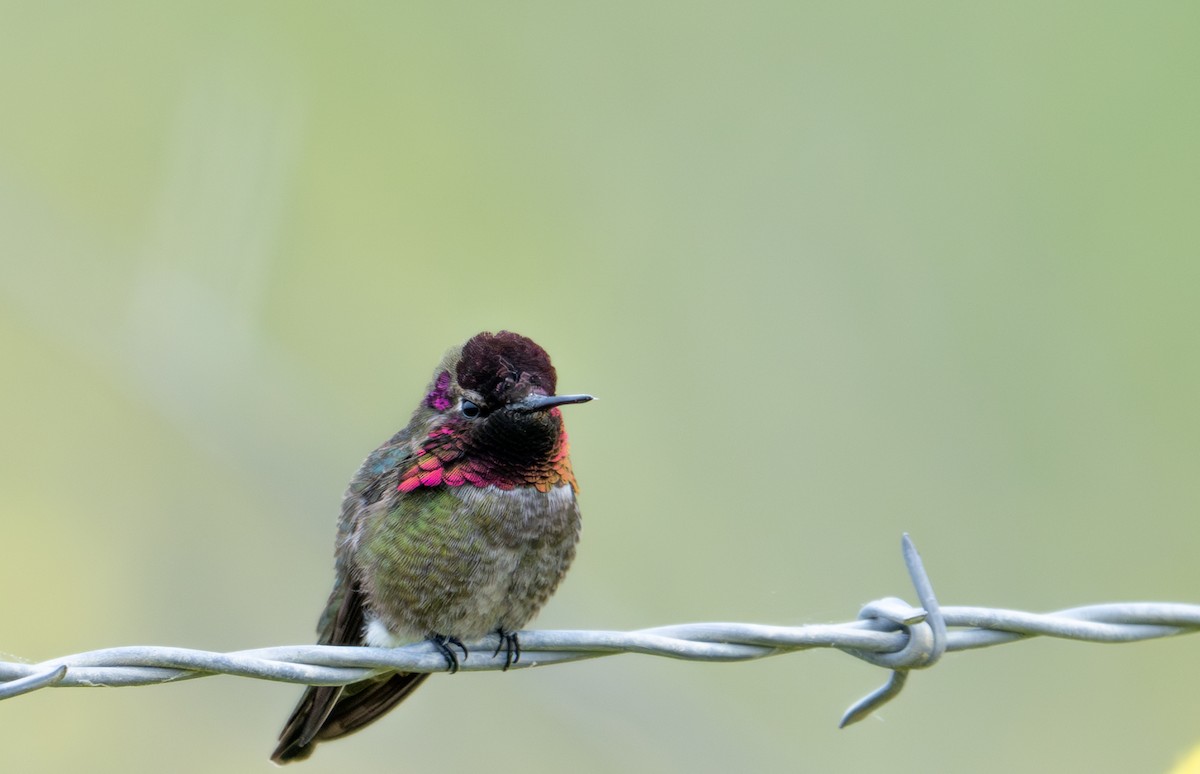 Anna's Hummingbird - ML634892928