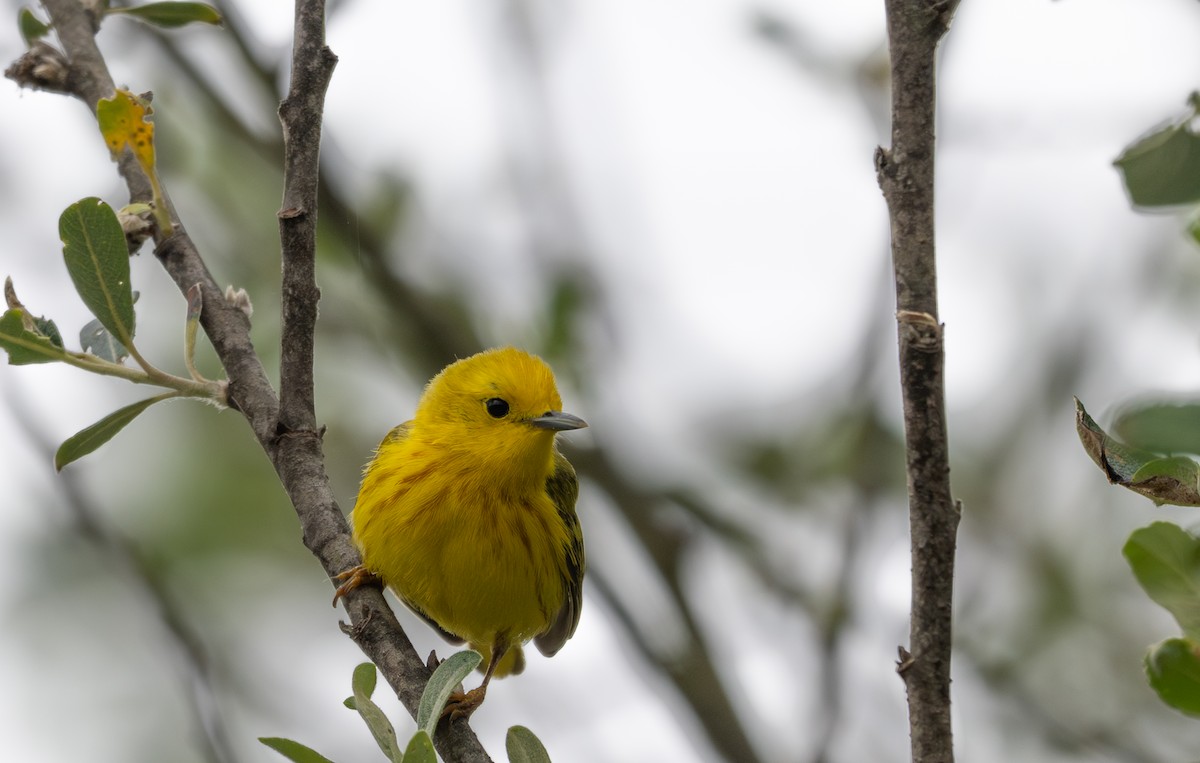 Yellow Warbler (Northern) - ML634892959