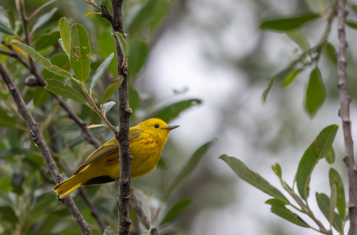 Yellow Warbler (Northern) - ML634892960