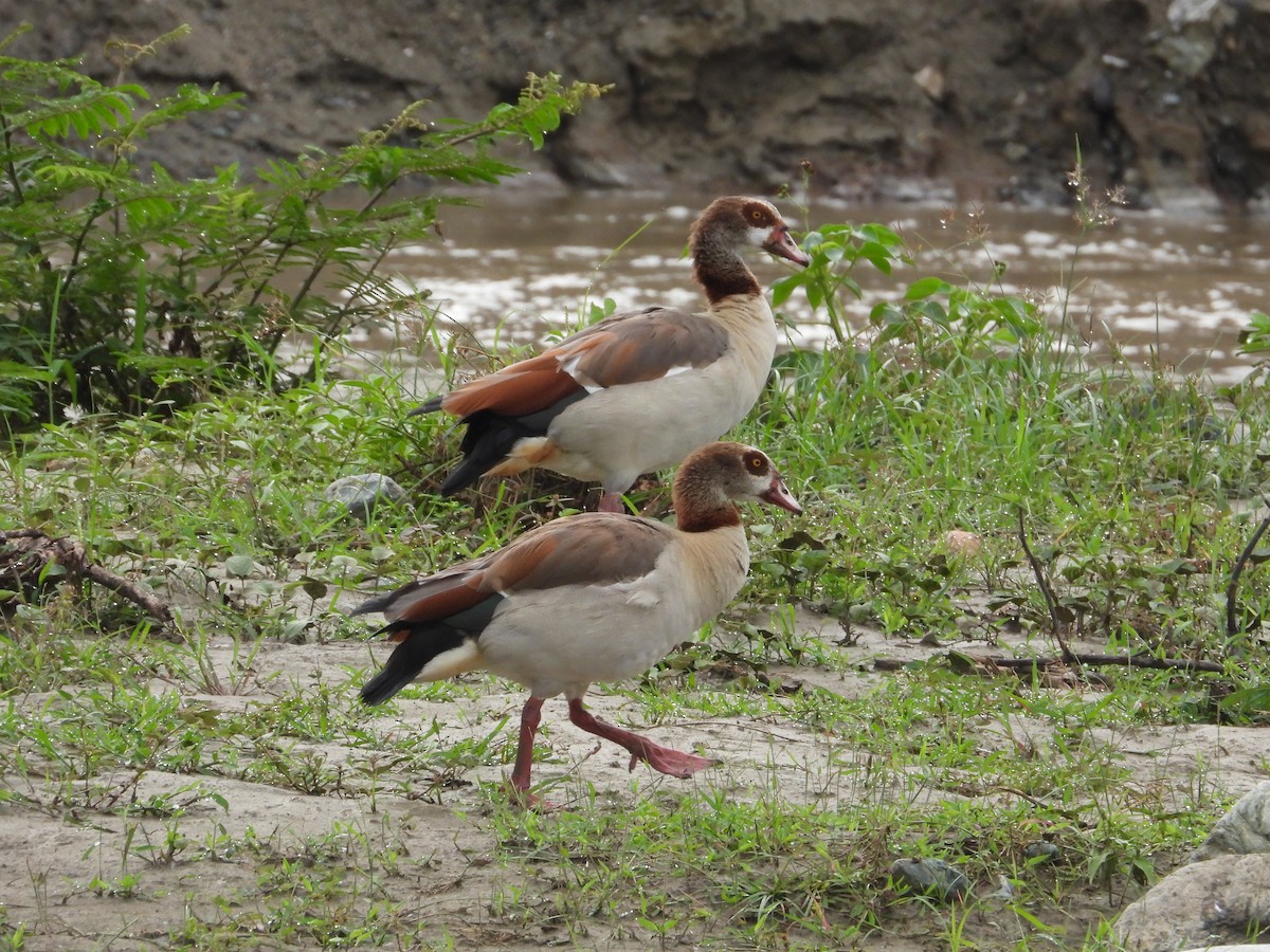 Egyptian Goose - ML634892979
