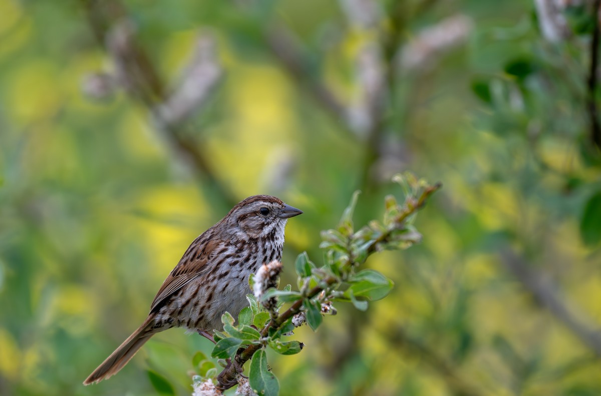 Song Sparrow (heermanni Group) - ML634893002