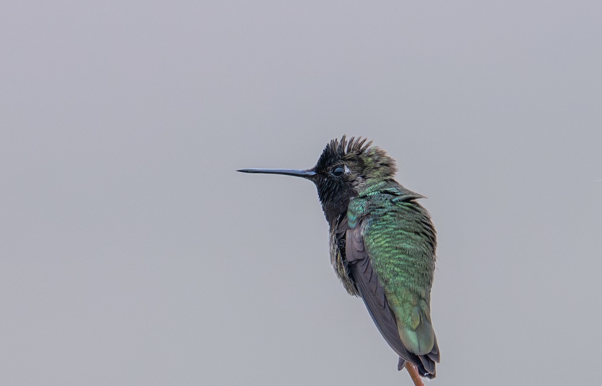 Anna's Hummingbird - ML634893024