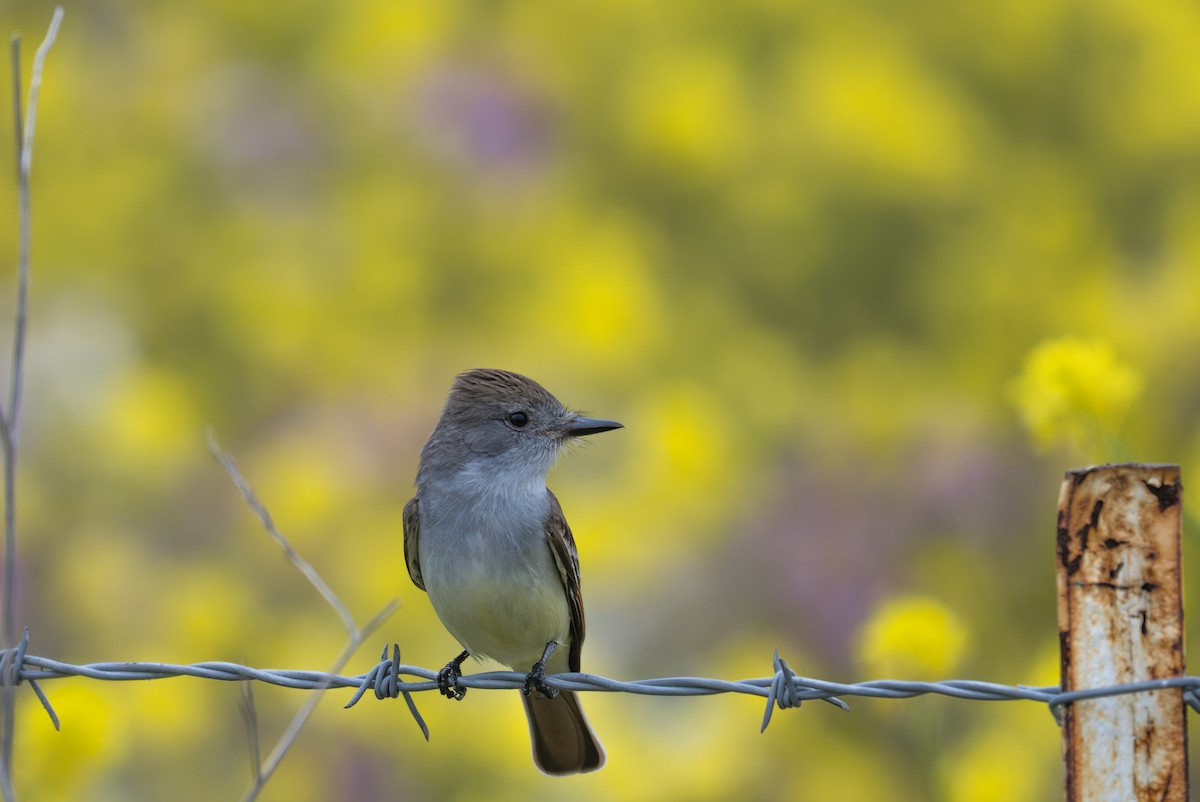 Ash-throated Flycatcher - ML634893065